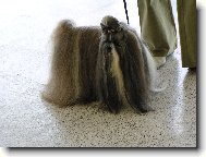 icu, Shih-Tzu