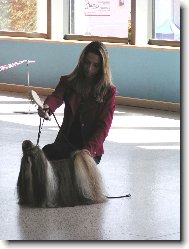 icu, Shih-Tzu