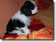 Cavalier King Charles Spaniel
