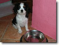 Cavalier King Charles Spaniel