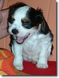 Cavalier King Charles Spaniel