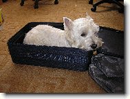West Highland White Terrier
