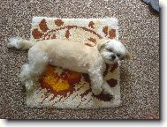 icu, Shih-Tzu