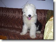 Bobtail