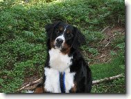Berner Sennenhund