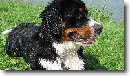 Berner Sennenhund
