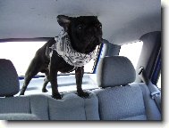 Bouledogue francais, French Bulldog