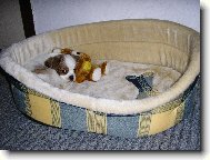 Cavalier King Charles Spaniel