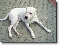Dogo Argentino