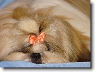 icu, Shih-Tzu