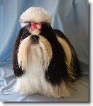 icu, Shih-Tzu