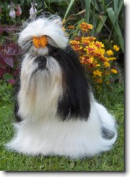 icu, Shih-Tzu