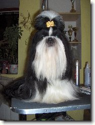 icu, Shih-Tzu