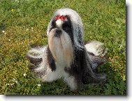 icu, Shih-Tzu
