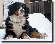 Berner Sennenhund