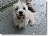 Dandie Dinmont Terrier