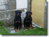 Rottweiler