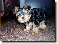 Jorkšírský terier, Yorkshire Terrier,