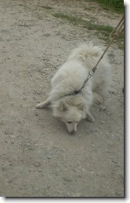 Samojed