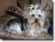 Jorkšírský terier, Yorkshire Terrier,