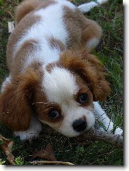 Cavalier King Charles Spaniel