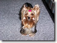 Jorkšírský terier, Yorkshire Terrier,