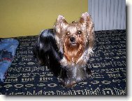 Jorkšírský terier, Yorkshire Terrier,