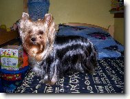 Jorkšírský terier, Yorkshire Terrier,