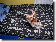 Jorkšírský terier, Yorkshire Terrier,
