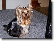Jorkšírský terier, Yorkshire Terrier,