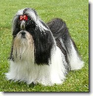 icu, Shih-Tzu