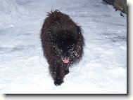 Deutscher spitz - Kleinspitz, German Spitz Miniature Spitz