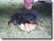 Rottweiler