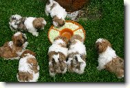 icu, Shih-Tzu