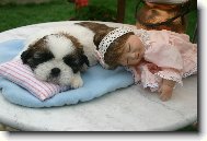 icu, Shih-Tzu