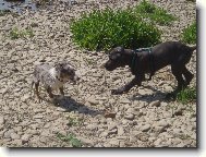 Deutsche Dogge