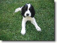 English Springer Spaniel