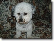 Bichon á poil frisé, Bichon Frise