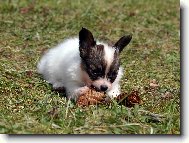Papillon