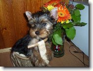 Jorkšírský terier, Yorkshire Terrier,
