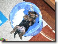 Jorkšírský terier, Yorkshire Terrier,