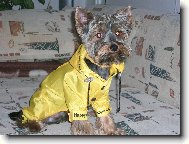 Jorkšírský terier, Yorkshire Terrier,