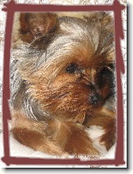 Jorkšírský terier, Yorkshire Terrier,