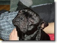 Bouledogue francais, French Bulldog
