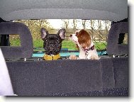 Bouledogue francais, French Bulldog