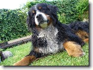 Berner Sennenhund