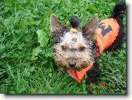 Jorkšírský terier, Yorkshire Terrier,