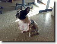 Bouledogue francais, French Bulldog
