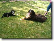 Berner Sennenhund