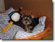 Jorkšírský terier, Yorkshire Terrier,